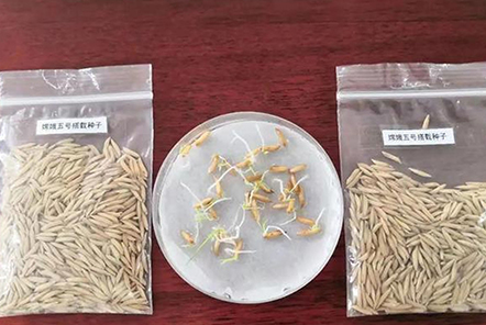 和嫦娥五號一起“上天”的水稻種子發(fā)芽了！