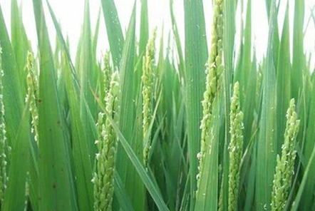 種植水稻，注重水稻三個時期的管理，更有利于水稻創(chuàng)高產(chǎn)？