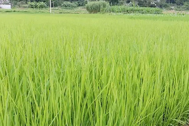 水稻苗徒長跟種子有關(guān)嗎？水稻苗徒長原因有3種，應(yīng)對癥采取措施